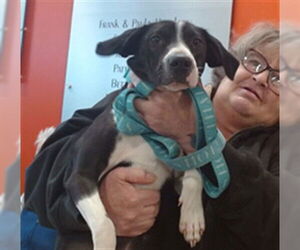 Staffordshire Bull Terrier Dogs for adoption in Louisville, KY, USA