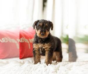 Airedale Terrier Puppy for sale in BRANCH, MI, USA