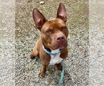 Small #8 American Staffordshire Terrier Mix