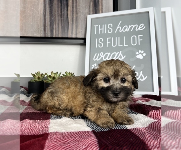 Medium Photo #7 Maltipoo Puppy For Sale in FRANKLIN, IN, USA