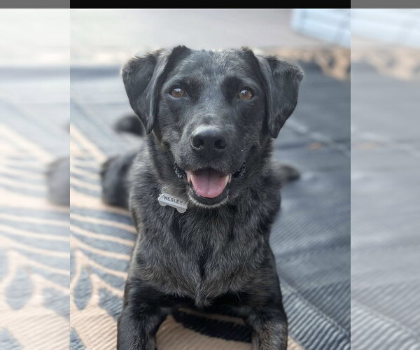 Medium Photo #1 Mutt Puppy For Sale in Boston, MA, USA
