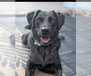 Mutt Dogs for adoption in Boston, MA, USA