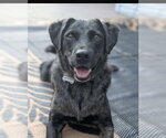 Small Mutt