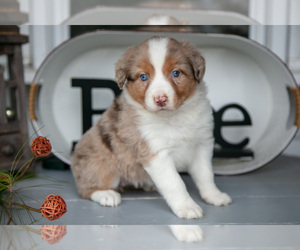Medium Australian Shepherd