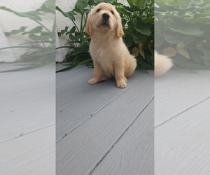 English Cream Golden Retriever Puppy for sale in ELVERTA, CA, USA
