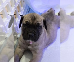 Boerboel Puppy for sale in GREENWOOD, MO, USA