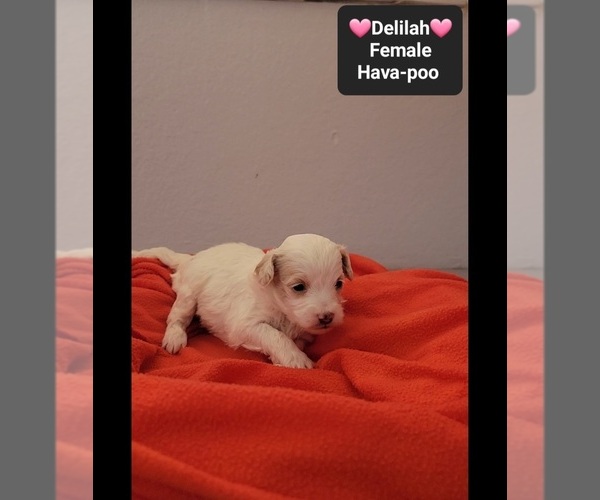 Medium Photo #2 Havapoo Puppy For Sale in TUCSON, AZ, USA