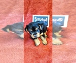 Small #10 Yorkshire Terrier