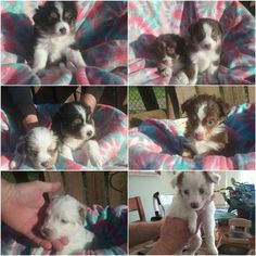 Australian Shepherd Puppy for sale in CAVE JUNCTION, OR, USA