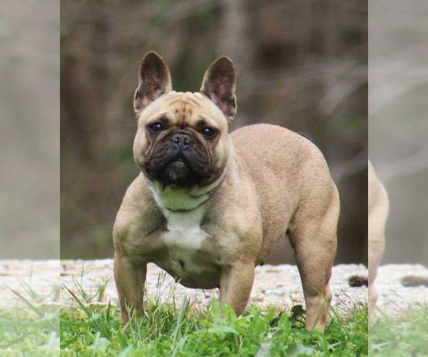 Medium Photo #1 French Bulldog Puppy For Sale in LINDEN, TN, USA