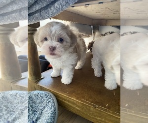 Maltipoo Puppy for sale in FORT GRATIOT, MI, USA