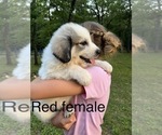 Small Photo #5 Great Pyrenees Puppy For Sale in KIRBYVILLE, MO, USA