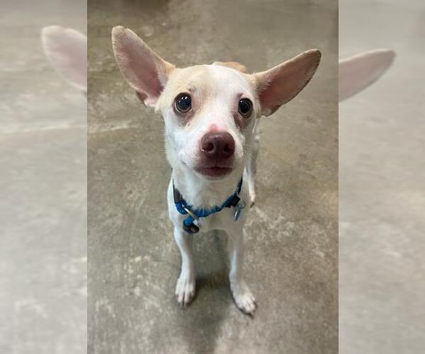 Medium Photo #1 Mutt Puppy For Sale in Waterford, VA, USA