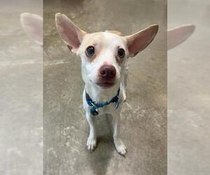 Mutt Dogs for adoption in Waterford, VA, USA