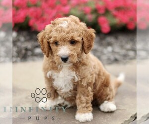 Goldendoodle (Miniature) Puppy for sale in GORDONVILLE, PA, USA