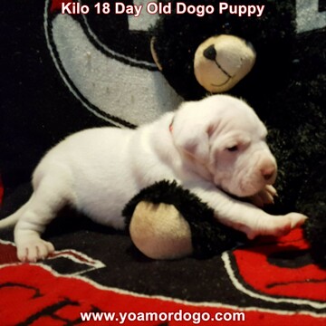 Medium Photo #187 Dogo Argentino Puppy For Sale in JANE, MO, USA