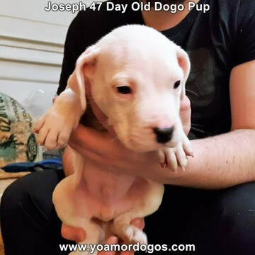 Medium Photo #37 Dogo Argentino Puppy For Sale in PINEVILLE, MO, USA