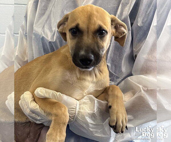 Medium Photo #2 Mutt Puppy For Sale in Washington, DC, USA