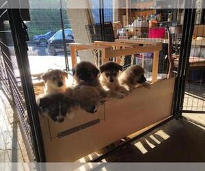 Belgian Malinois-Siberian Husky Mix Puppy for sale in FAIRFIELD, CA, USA