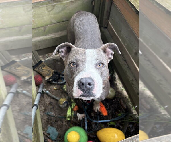Medium Photo #41 American Pit Bull Terrier Puppy For Sale in Brewster, NY, USA
