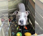 Small #40 American Pit Bull Terrier
