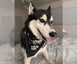 Small #1 Siberian Husky
