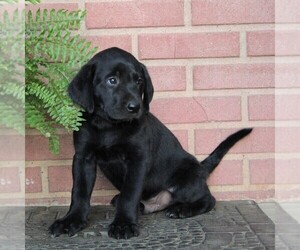 Labrador Retriever Puppy for sale in GORDONVILLE, PA, USA