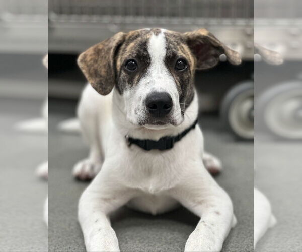 Medium Photo #4 Mutt Puppy For Sale in Sanford, FL, USA