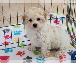 Poodle (Toy) Puppy for sale in ORO VALLEY, AZ, USA
