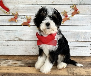 Bernedoodle (Miniature) Puppy for sale in SAINT AUGUSTINE, FL, USA