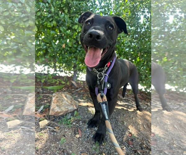 Medium Photo #5 Labrador Retriever-Unknown Mix Puppy For Sale in San Diego, CA, USA