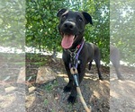 Small #4 Labrador Retriever Mix