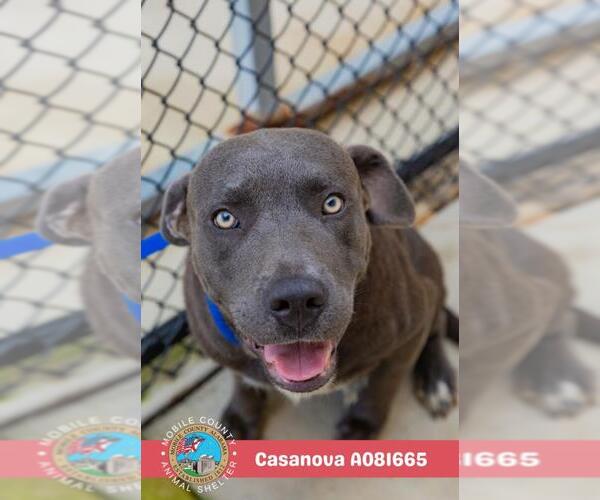 Medium Photo #1 Staffordshire Bull Terrier-Unknown Mix Puppy For Sale in Mobile, AL, USA