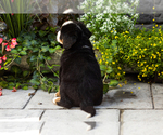 Small #4 Bernese Mountain Dog