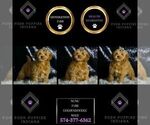 Small #6 Goldendoodle (Miniature)