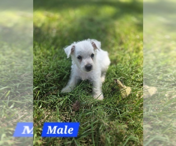 Medium Photo #1 West Highland White Terrier Puppy For Sale in HARTSVILLE, TN, USA