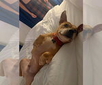 Small Photo #20 Staffordshire Bull Terrier-Unknown Mix Puppy For Sale in Raleigh, NC, USA