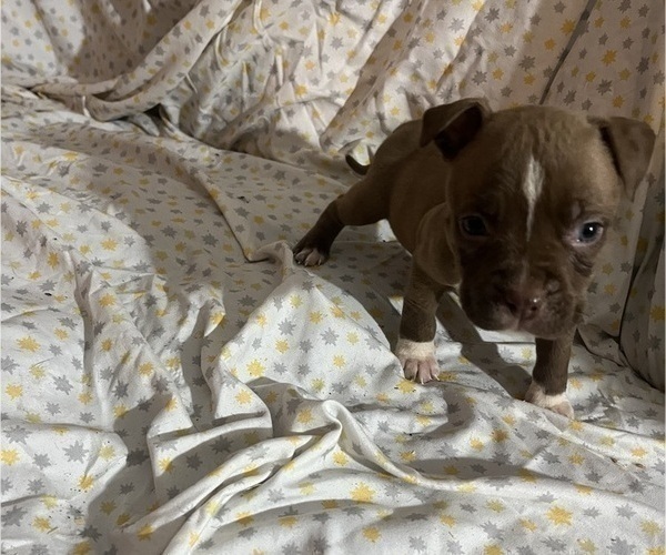 Medium Photo #3 American Pit Bull Terrier Puppy For Sale in BUFFALO, NY, USA