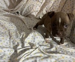 Small Photo #3 American Pit Bull Terrier Puppy For Sale in BUFFALO, NY, USA
