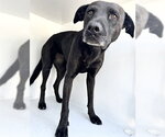 Small Labrador Retriever