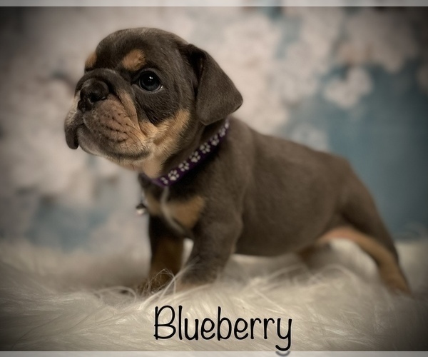 Medium Photo #6 Bulldog Puppy For Sale in SPRING, TX, USA