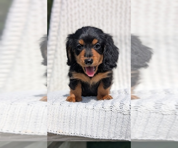 Medium Photo #3 Dachshund Puppy For Sale in GOSHEN, IN, USA