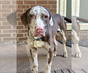 Jasper - Male Catahoula Leopard Dog-Unknown Mix Dog for Adoption - Photo #9