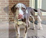 Small #8 Catahoula Leopard Dog Mix