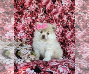 Pomeranian Puppy for Sale in LINCOLN UNIVERSITY, Pennsylvania USA