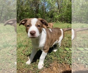American Staffordshire Terrier-Australian Shepherd Mix Puppy for sale in DAHLONEGA, GA, USA