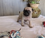 Small #4 Pug