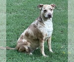Small #3 Catahoula Leopard Dog Mix