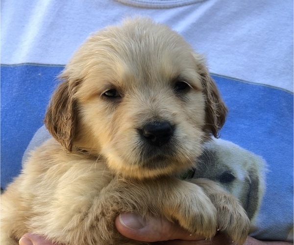 Medium Photo #2 Golden Retriever Puppy For Sale in MCCOMB, MS, USA