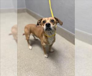 Chihuahua-Unknown Mix Dogs for adoption in Las Vegas, NV, USA